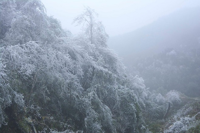 Rét khủng khiếp, cây cối hóa đá trên đỉnh Mù Cang Chải